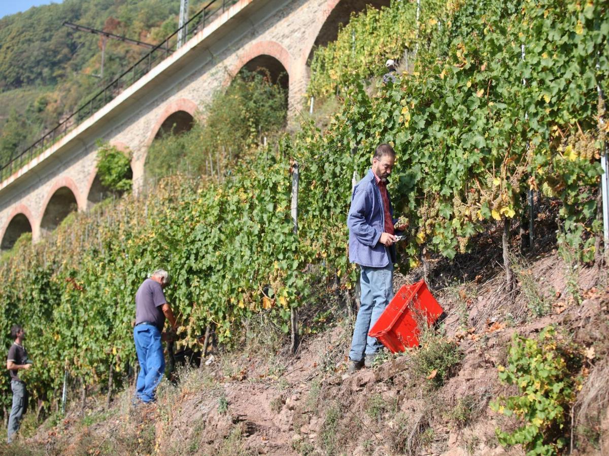 Hotel Wein & Wohngut Paulushof Pünderich Esterno foto
